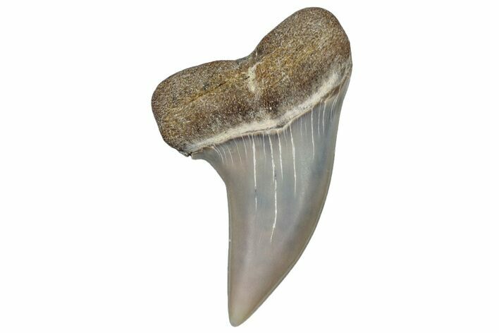 Fossil Shark Tooth (Carcharodon planus) - Bakersfield, CA #306799